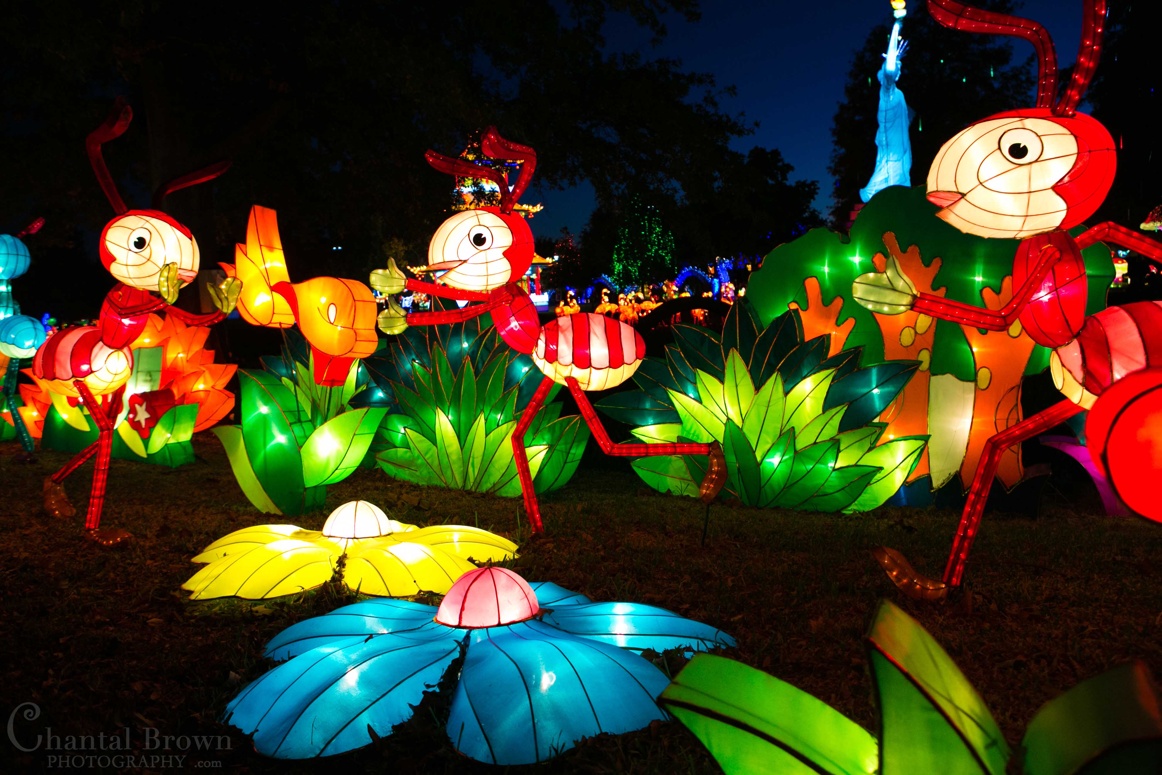 Chinese Lantern Festival at Dallas Fair Park » Dallas Senior Portrait