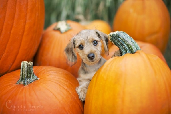 My Dog’s First Pumpkin Patch » Dallas Senior Portrait Photographer – Plano, Allen, McKinney