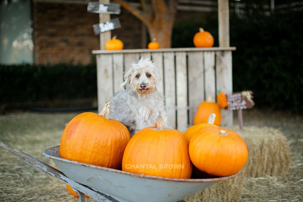 My Puppies Annual Pumpkin Patch Portrait » Dallas Senior Portrait ...